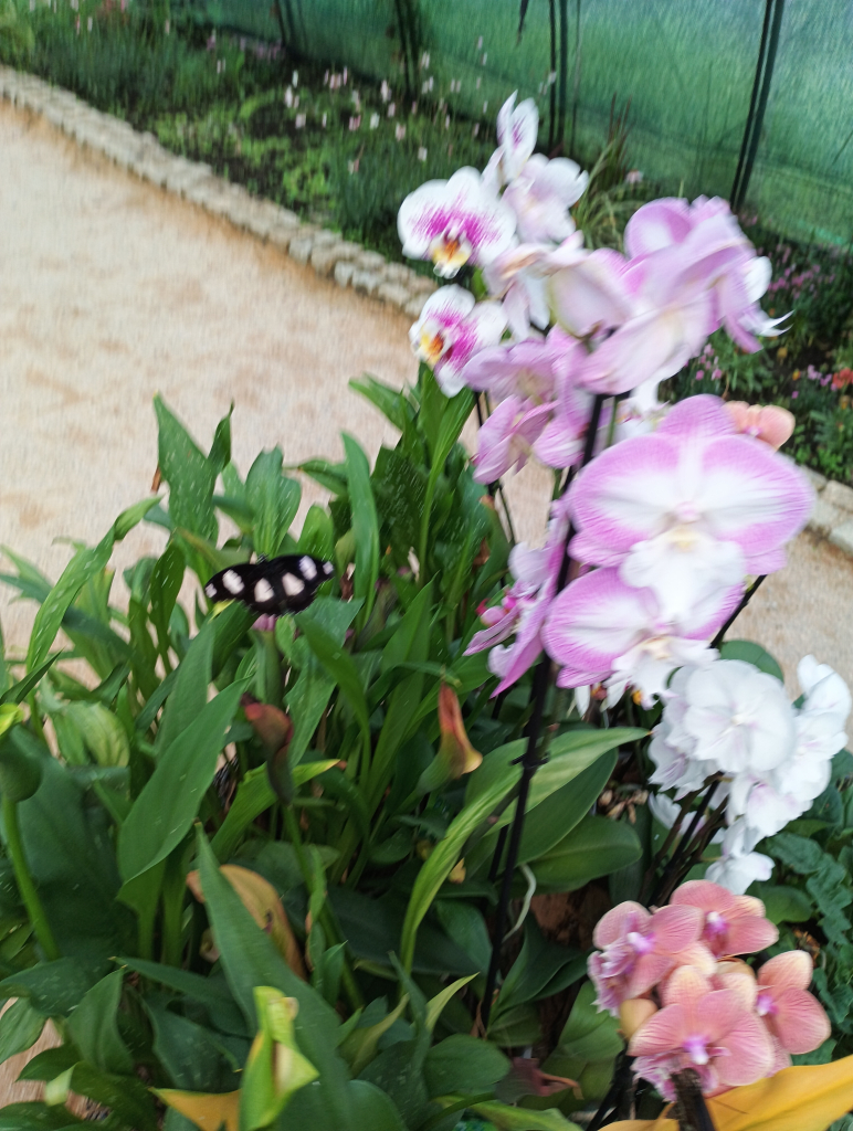IMG_20260722_113649.jpg