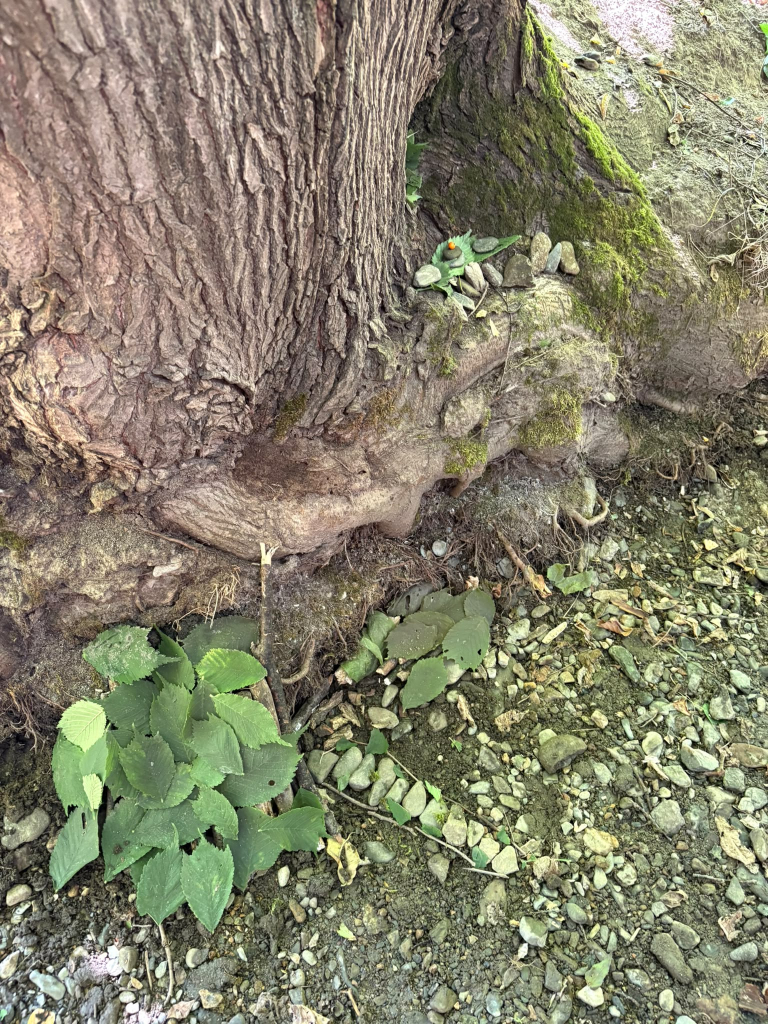 IMG_2514.jpeg